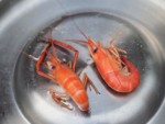 沖縄県 西表島 南風見田の浜