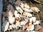 沖縄県 波照間島 西浜荘