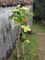 沖縄県 石垣島 宮良殿内