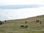 沖縄県 与那国島 東崎 与那国馬