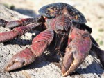 沖縄県 与那国島 ヤシガニ