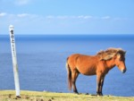 沖縄県 与那国島 馬鼻崎 与那国馬