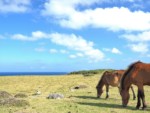 沖縄県 与那国島 馬鼻崎 与那国馬
