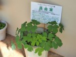 沖縄県 与那国島 長命草
