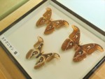 沖縄県 与那国島 アヤミハビル館