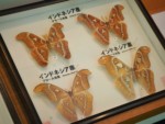 沖縄県 与那国島 アヤミハビル館