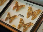 沖縄県 与那国島 アヤミハビル館
