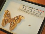 沖縄県 与那国島 アヤミハビル館