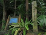 沖縄県 石垣島 米原のヤエヤマヤシ群落