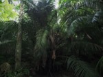 沖縄県 石垣島 米原のヤエヤマヤシ群落