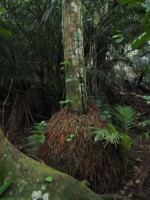 沖縄県 石垣島 米原のヤエヤマヤシ群落