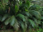 沖縄県 石垣島 米原のヤエヤマヤシ群落