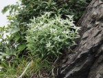 谷川岳 高山植物