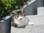 静岡県 東伊豆町 稲取